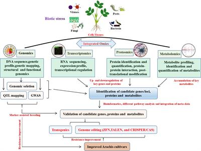 Advances in omics research on peanut response to biotic stresses